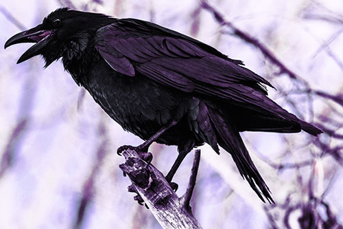 Raven Croaking Among Tree Branches (Pink Tint Photo)