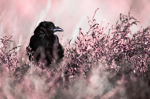 Raven Glancing Sideways Among Plants (Pink Tint Photo)