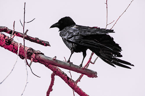 Raven Grips Onto Broken Tree Branch (Pink Tint Photo)
