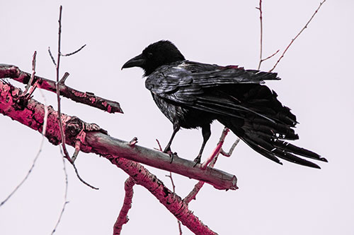 Raven Grips Onto Broken Tree Branch (Pink Tint)