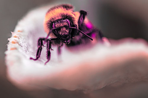 Red Belted Bumble Bee Crawling Flower Petal Edge (Pink Tint)