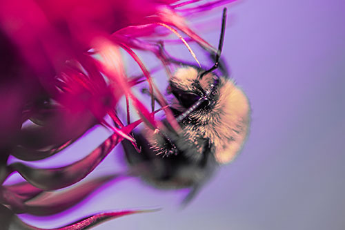 Red Belted Bumble Bee Hanging Onto Thistle Flower (Pink Tint Photo)