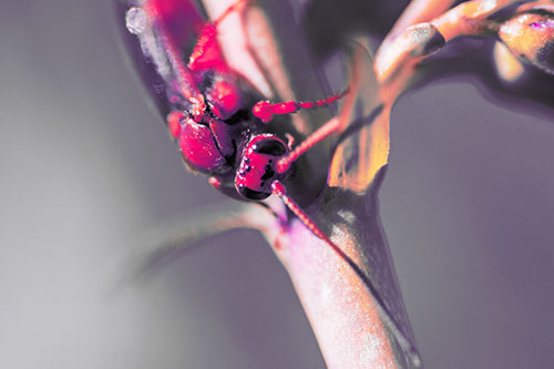 Red Wasp Crawling Down Flower Stem (Pink Tint Photo)