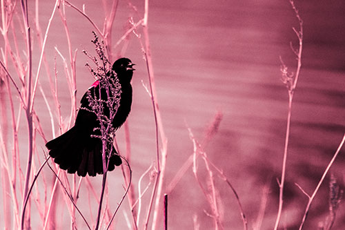 Red Winged Blackbird Chirping From Plant Top (Pink Tint Photo)