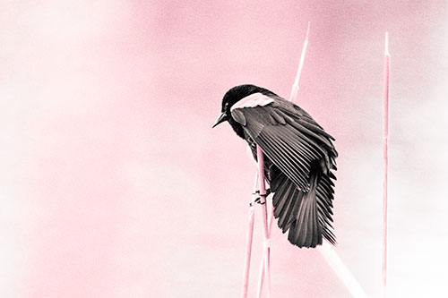 Red Winged Blackbird Clasping Onto Sticks (Pink Tint Photo)