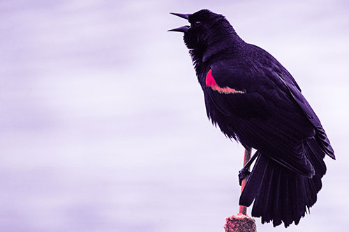 Red Winged Blackbird Singing Atop Cattail Branch (Pink Tint)