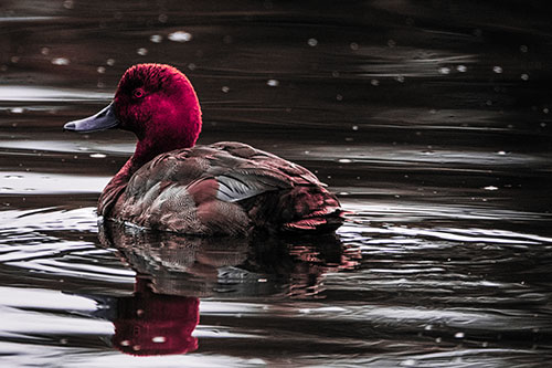 Redhead Duck Floating Atop Lake Water (Pink Tint Photo)