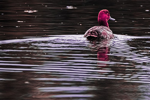 Redhead Duck Swimming Across Water (Pink Tint Photo)