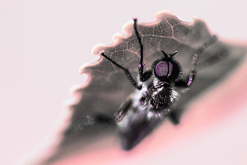 Resting March Fly Seeks Shade Beneath Leaf Petal (Pink Tint)