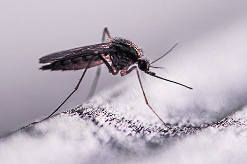 Resting Mosquito Awaits Warmth Among Sunlight (Pink Tint)