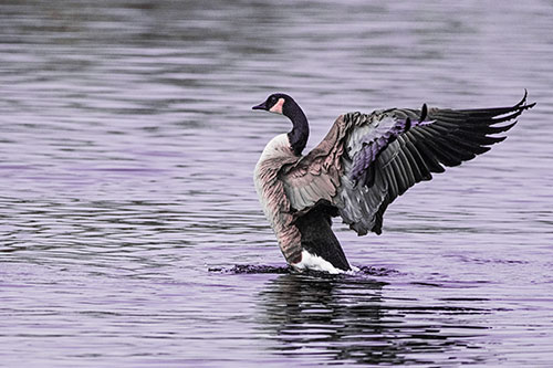 Rising Canadian Goose Spreading Wings Among Lake Top (Pink Tint)