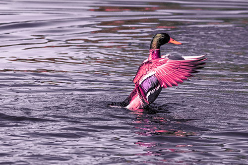 Rising Mallard Duck Flapping Wings Among Rippling Water (Pink Tint)