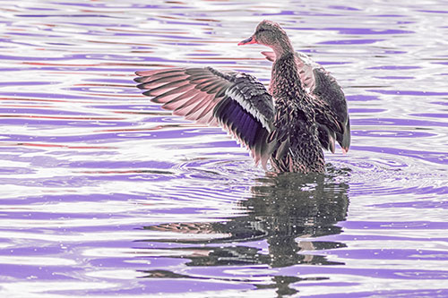Rising Mallard Duck Flaps Wings Atop Lake (Pink Tint)