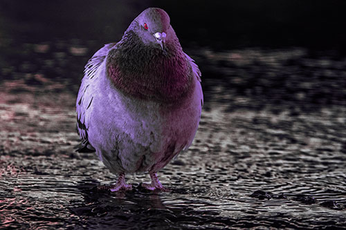 River Standing Pigeon Watching Ahead (Pink Tint Photo)