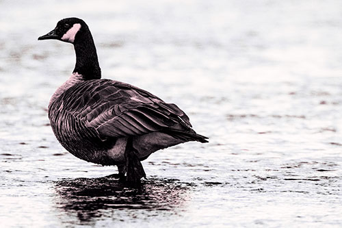 River Walking Canadian Goose (Pink Tint Photo)