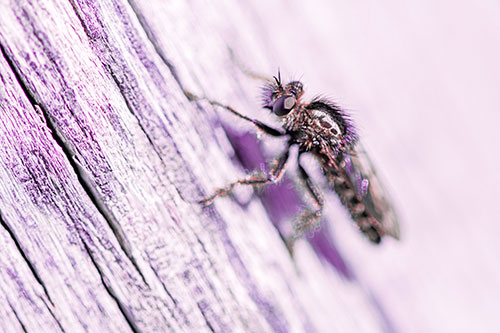 Robber Fly Perched Along Sloping Tree Stump (Pink Tint Photo)