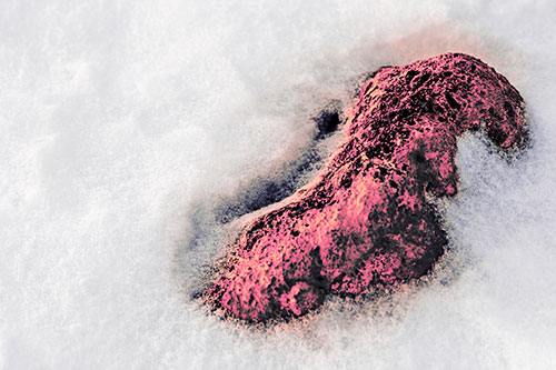 Rock Emerging From Melting Snow (Pink Tint Photo)