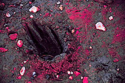 Rocks Surround Deep Mud Paw Footprint (Pink Tint Photo)