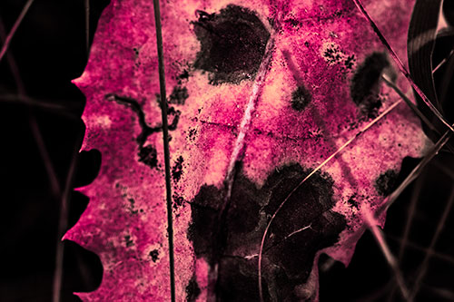 Rot Screaming Leaf Face Among Grass Blades (Pink Tint Photo)