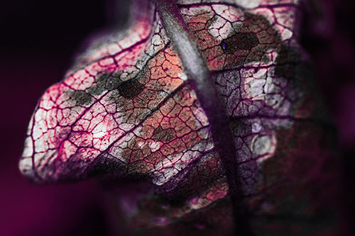 Rotting Veined Leaf Stem Face (Pink Tint Photo)