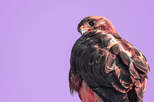 Rough Legged Hawk Glancing Backwards (Pink Tint Photo)