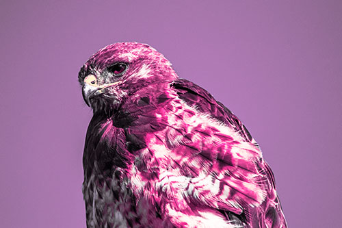 Rough Legged Hawk Keeping An Eye Out (Pink Tint Photo)