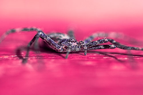 Running Crab Spider Resting Among Bench (Pink Tint)