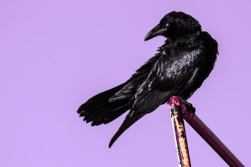 Rusted Rail Raven Keeping Watch (Pink Tint)