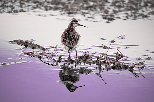 Sandpiper Bird Perched On Floating Lake Stick (Pink Tint Photo)