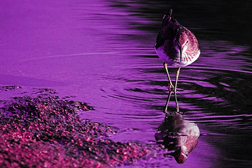 Sandpiper Watching Water Rippling Among Shoreline (Pink Tint)