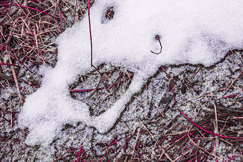 Screaming Stick Eyed Snow Face Among Grass (Pink Tint Photo)