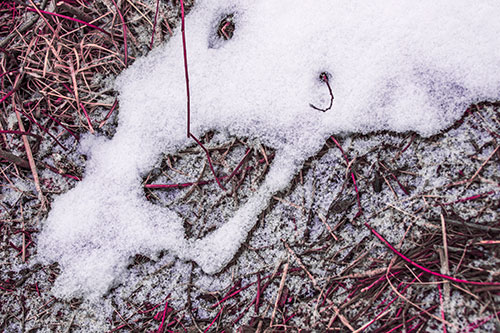 Screaming Stick Eyed Snow Face Among Grass (Pink Tint)