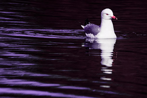 Seagull Floating Among Illuminated Rippling Water (Pink Tint)
