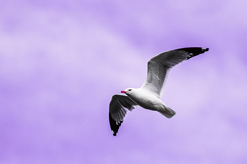 Seagull Flying Among Cloudy Overcast Sky (Pink Tint)