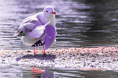 Seagull Grooming Itself Among Lake Shore (Pink Tint)