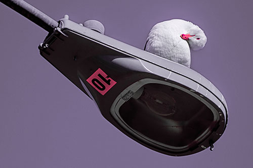 Seagull Grooming Self Atop Street Light Pole (Pink Tint)