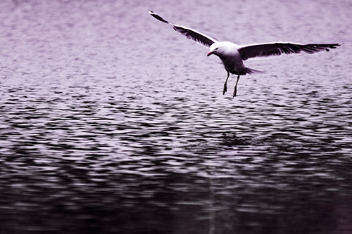 Seagull Landing On Lake Water (Pink Tint Photo)