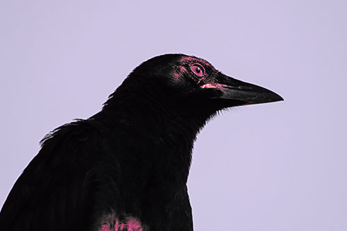 Shaded Crow Gazing Towards Sunlight (Pink Tint)