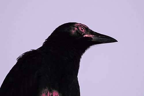 Shaded Crow Gazing Towards Sunlight (Pink Tint Photo)