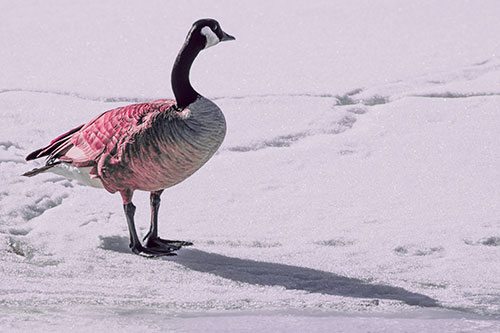 Shadow Casting Canadian Goose Standing Among Snow (Pink Tint Photo)