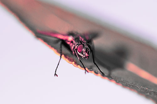 Shadow Casting Cluster Fly Dangles Leg Off Plant Leaf (Pink Tint)