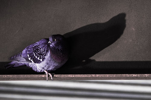 Shadow Casting Pigeon Looking Towards Light (Pink Tint)