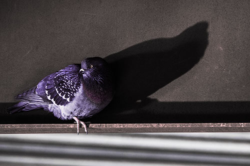 Shadow Casting Pigeon Looking Towards Light (Pink Tint Photo)