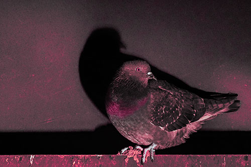 Shadow Casting Pigeon Perched Among Steel Beam (Pink Tint Photo)