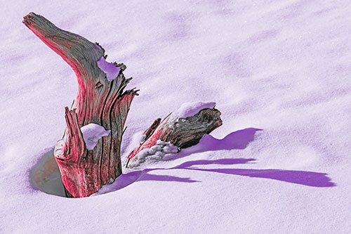 Shadow Casting Tree Trunk Waving Among Snow (Pink Tint)