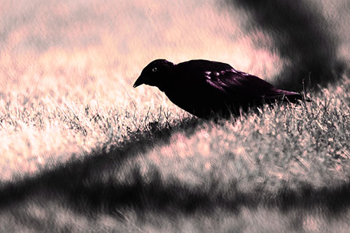 Shadow Standing Grackle Bird Leaning Forward On Grass (Pink Tint Photo)