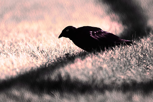 Shadow Standing Grackle Bird Leaning Forward On Grass (Pink Tint)