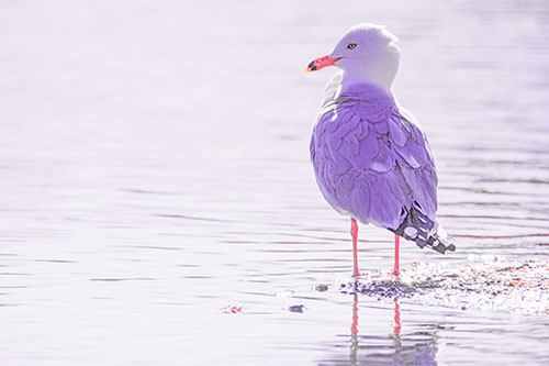 Shore Standing Seagull Watches Across Lake (Pink Tint)
