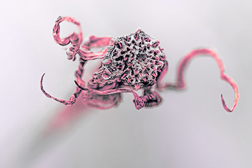 Shriveled Decaying Gumplant Dying Among Cold (Pink Tint)