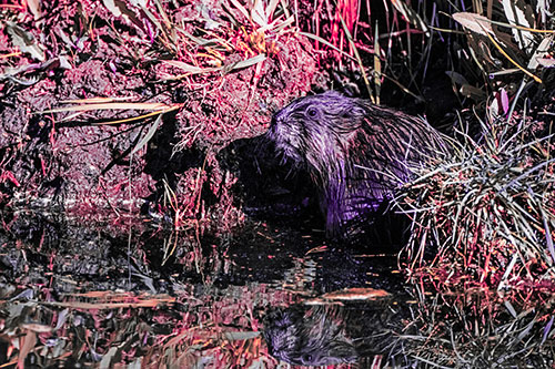 Shy Muskrat Sits Among Shallow Stream (Pink Tint)
